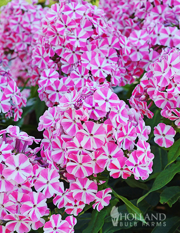 Peppermint Twist Tall Phlox