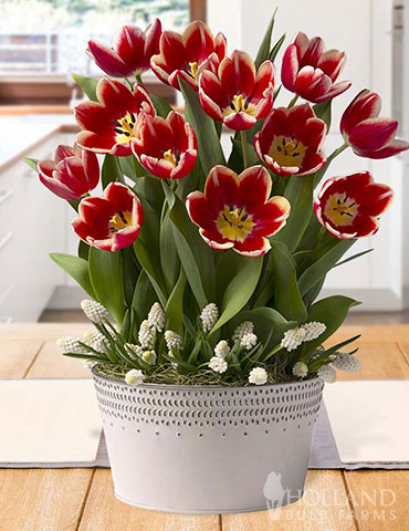 Peppy Peppermint Potted Bulb Garden pre-potted tulips, pre-potted tulip bulbs, tulip garden, indoor tulip garden, potted bulb garden, indoor garden gifts, gifts for gardeners, potted bulb gardens, living gardens