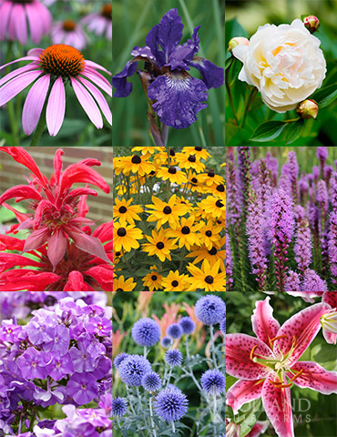 Perennial Cutflower Garden - 77461