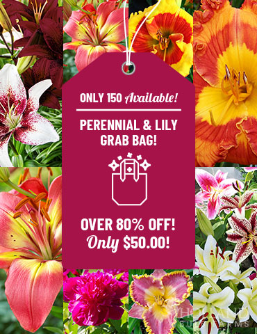 Perennial Flowers and Lilies Grab Bag  perennial flowers, bare root perennials for sale, lily bulbs online, perennials online, daylily roots for sale, daylily roots online, asiatic lilies, oriental lilies online, orienpet lilies online