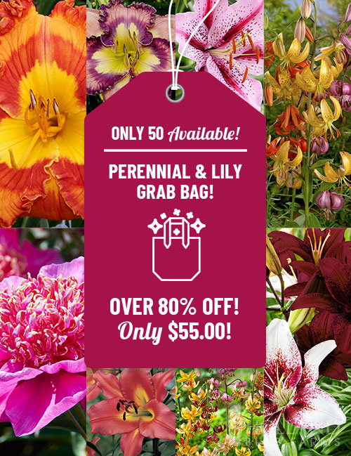 Perennial Flowers and Lilies Grab Bag