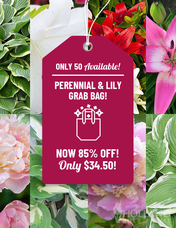 Perennial Flowers and Lilies Grab Bag perennial flowers, bare root perennials for sale, lily bulbs online, perennials online, daylily roots for sale, daylily roots online, asiatic lilies, oriental lilies online, orienpet lilies online