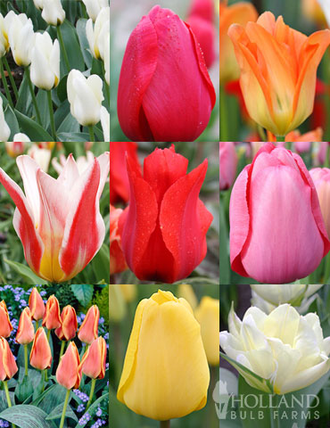 Perennial Tulip Collection 