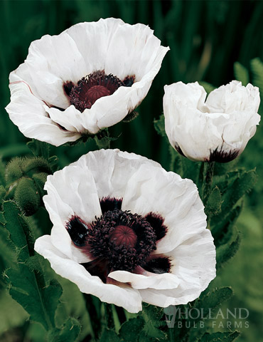 Perry's White Oriental Poppy - 86128