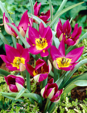 Persian Pearl Botanical Tulips 