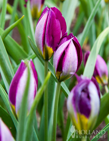 Persian Pearl Botanical Tulips - 88318
