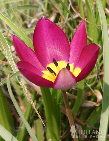 Persian Pearl Botanical Tulips - 88318
