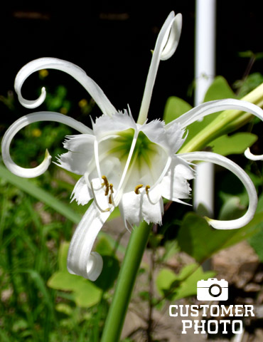 Peruvian Daffodil or Spider Flower - 78124