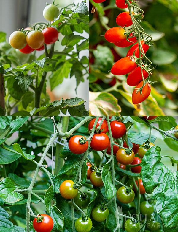 Petite Tomato Plant Start Trio