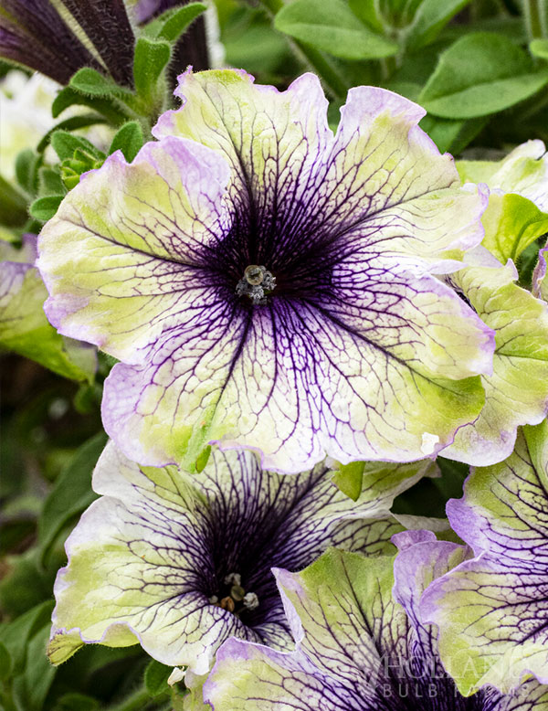 Petunia Amazonas Plum Cockatoo Plant Start