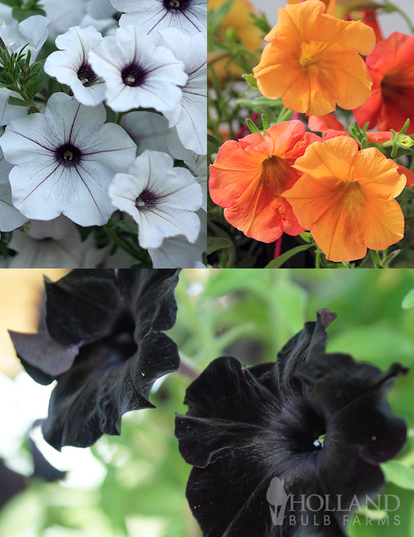 Petunia Crazytunia Halloween Pre-Potted Trio