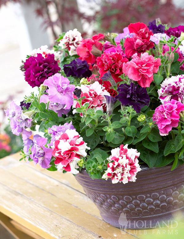Petunia Double Madness Mix Plant Start Trio