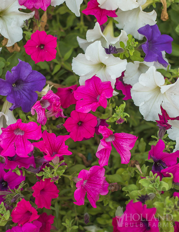 Petunia Pretty Grand Formula Mix Pre-Potted Trio
