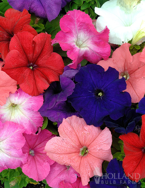 Petunia Pretty Grand Formula Mix