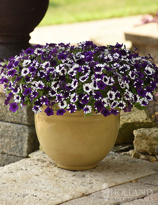 Petunia Shockwave Purple Tie Dye Plant Start Trio