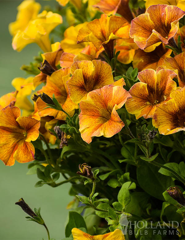 Petunia SuperCal® Sunset Orange Pre-Potted Trio