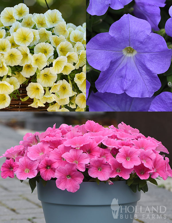 Petunias Extra Easy Wave® Sweet Taffy Mix Plant Start 3-Pack