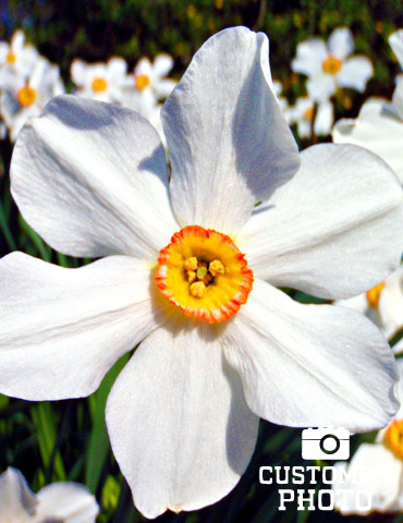 Pheasant's Eye (or Recurvus) Daffodil - 82140