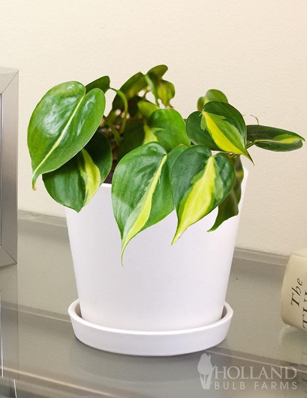 Philodendron Brasil Houseplant