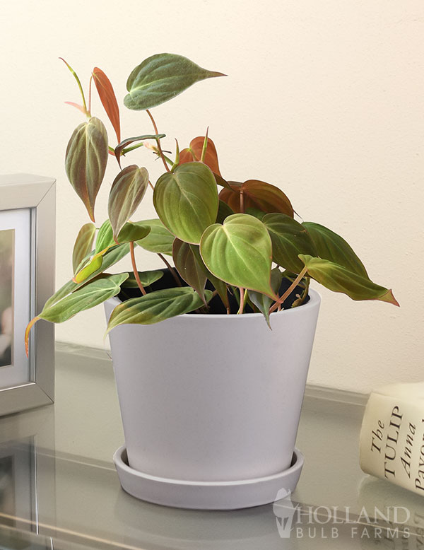 Philodendron Micans Houseplant
