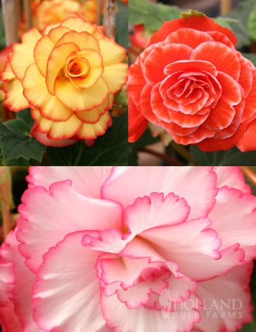 Picotee Begonia Collection 
