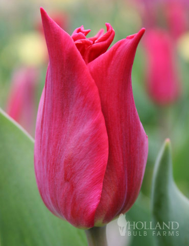 Pieter De Leur Lily Flowering Tulip 