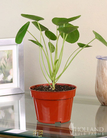 Pilea Chinese Money Plant Houseplant - 95006