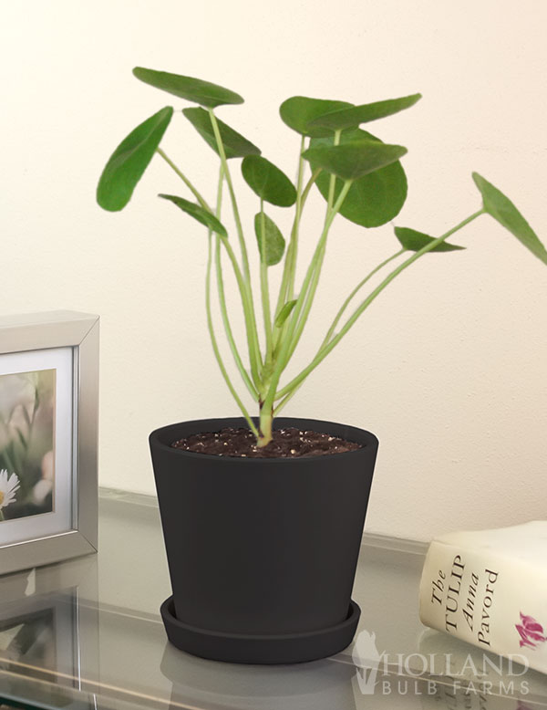 Pilea Chinese Money Plant Houseplant