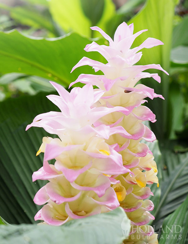 Pimchai Curcuma
