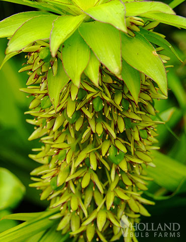 Pineapple Lily - 78127
