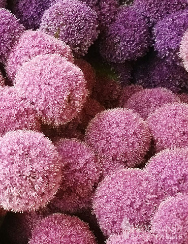 Pink Allium Giganteum - 81138