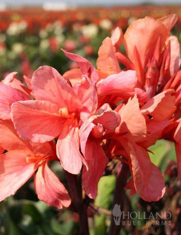 Pink Canna Collection - 73144