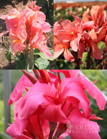Pink Canna Collection 