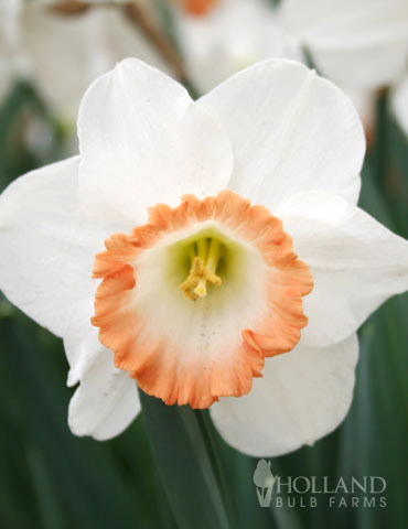 Pink Charm Daffodil - 82117