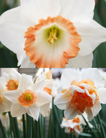 Pink Daffodils Bulbs Narcissus Perennial Rare Aquatic Plants Double Petals Gifts 