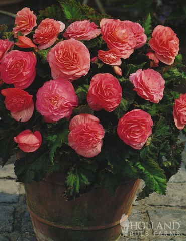 Pink Double Begonia - 71101