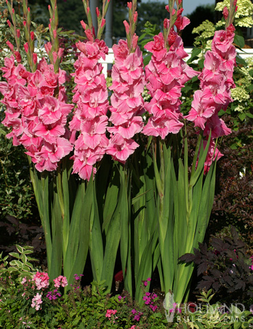 Pink Gladiolus Value Bag - 76152