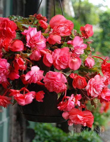Pink Hanging Basket Begonia - 71141