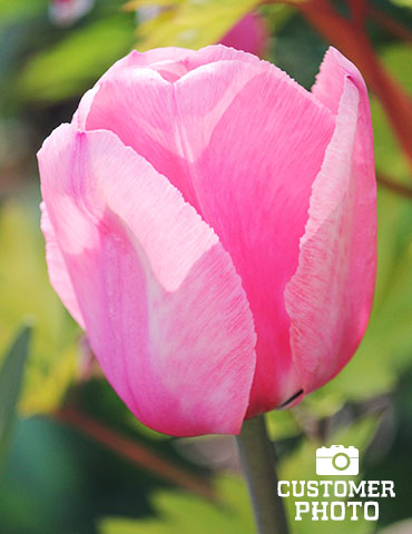 Pink Impression Tulip Value Bag - 88327