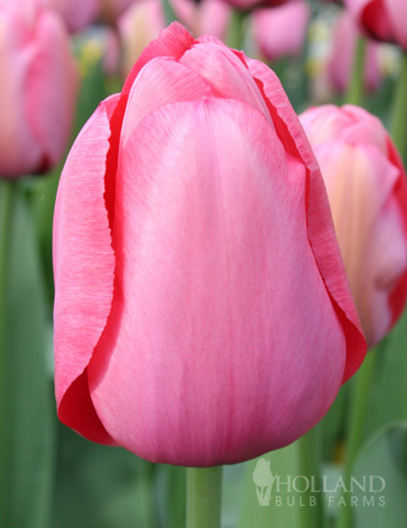 Pink Impression Tulip Value Bag 