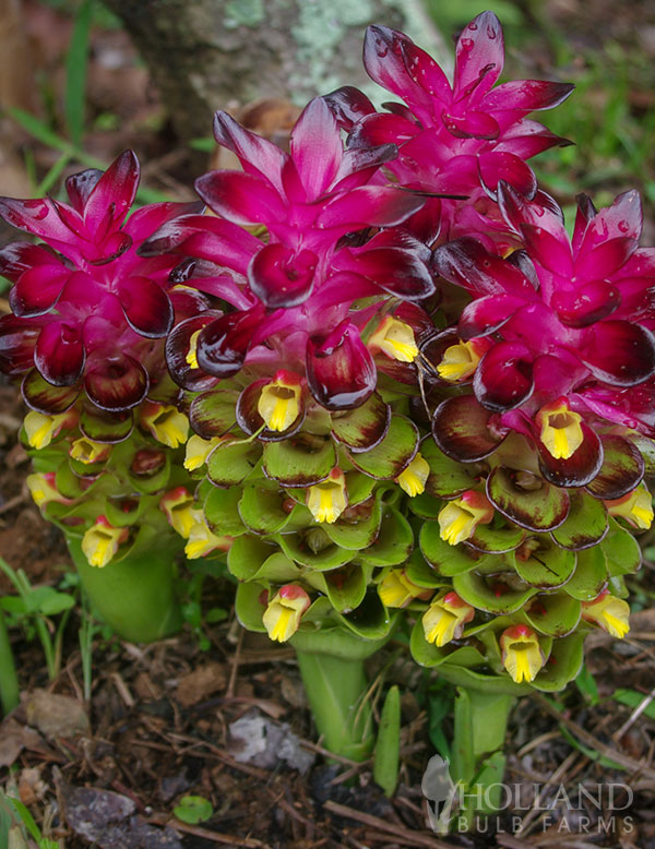 Pink Melody Curcuma