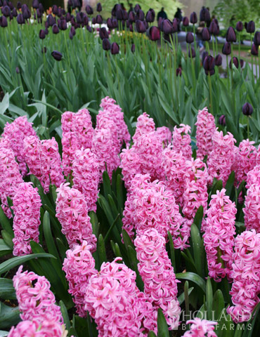 Pink Pearl Hyacinth - 84120