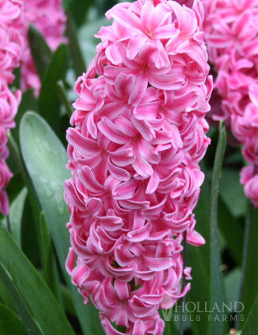 Pink Pearl Hyacinth - 84120