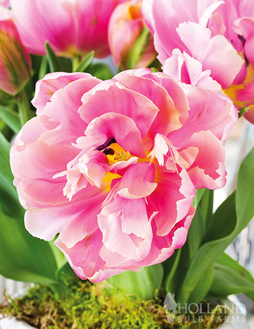 Pink Star Double Late Tulip - 88383