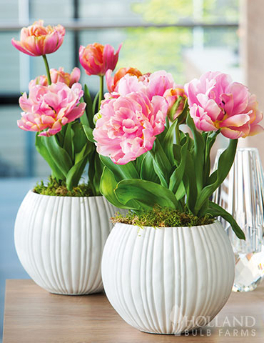 Pink Star Double Late Tulip - 88383
