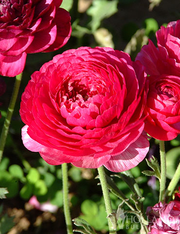Pink Tecolote® Ranunculus 