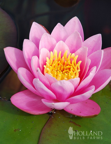 Pink Water Lily 