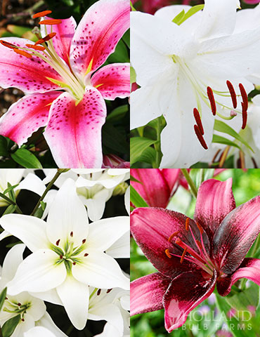 Pink and Purple Star Lily Collection pink lilies, purple lilies, stargazer lilies, Casablanca lilies, white stargazer lilies, fragrant lilies, purple lilies, purple eye lilies, Asiatic lilies, white Asiatic lilies