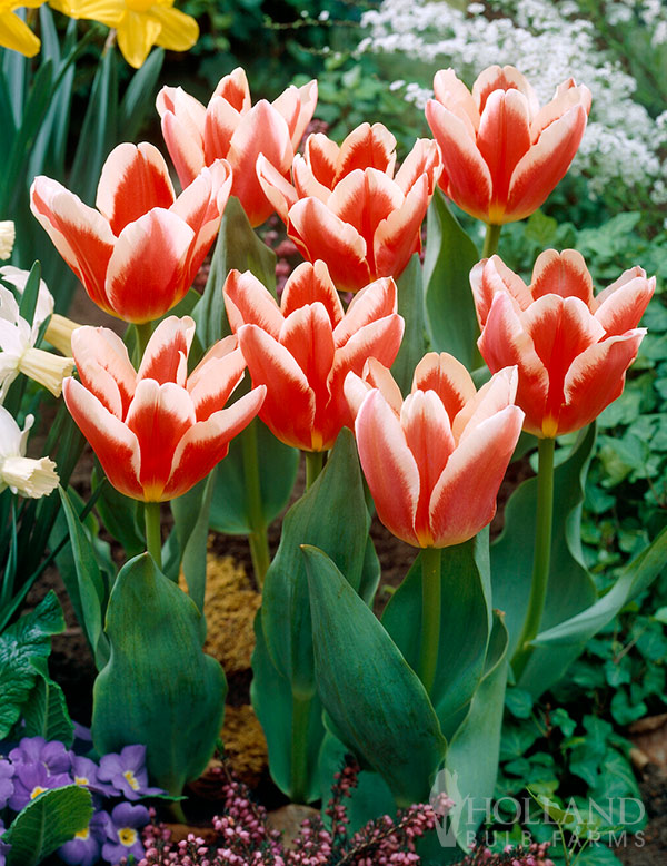 Pirand Fosteriana Tulip