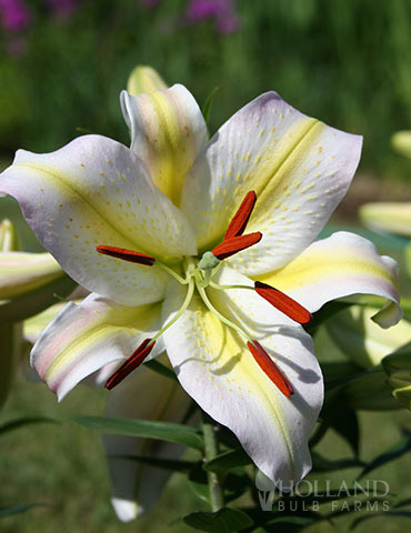 Playtime Oriental Lily 